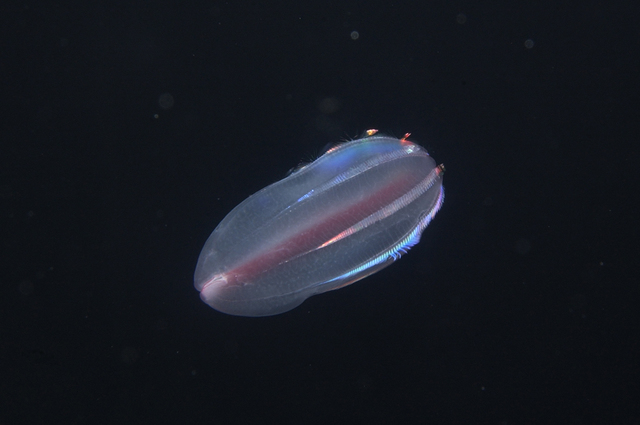 シンカイウリクラゲ（輝く生物たち）