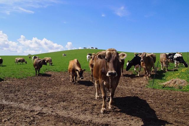 カーサ デ ガスタにフレッシュチーズを作っている瑛放牧酪農場