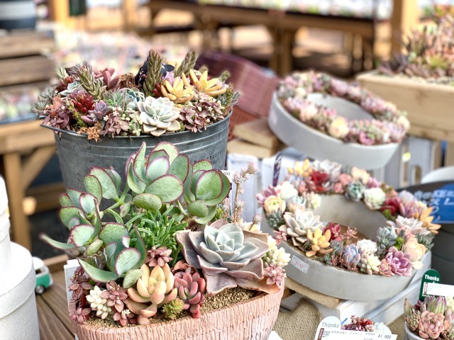 多肉植物のリースや寄せ植えも素敵