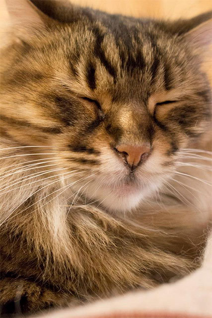 カメラ女子が撮影した“ふわふわ＆もふもふ”の猫たち