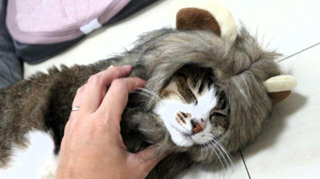 【SHEIN ペットグッズ】着用しているままなでなでしても違和感ありません