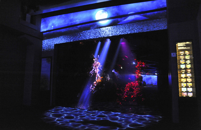 魚たちとの夢がはじまる