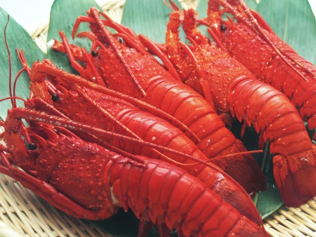 千葉県勝浦市伊勢海老セット