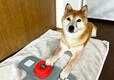 【犬の会話ボタン】おやつボタンはすぐに覚えてくれました！