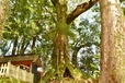 高原熊野神社のご神木