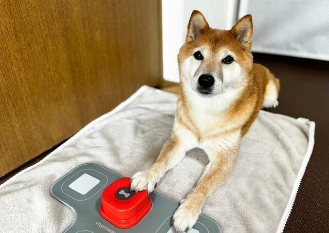 【犬の会話ボタン】おやつボタンはすぐに覚えてくれました！