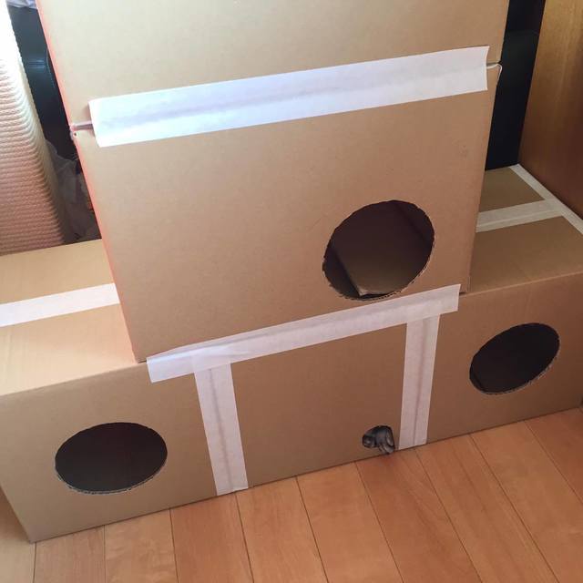 あーりーさん家のルナ君／おててが出てますよ