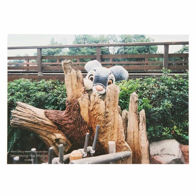 写真 500円｜東京ディズニーリゾート・フォトグラフィープロジェクト「イマジニング・ザ・マジック」第2弾グッズ｜東京ディズニーリゾート40周年“ドリームゴーラウンド”｜発売日：2023年12月7日（木）｜販売店舗：東京ディズニーランド「グランドエンポーリアム」、東京ディズニーシー「ヴァレンティーナズ･スウィート」