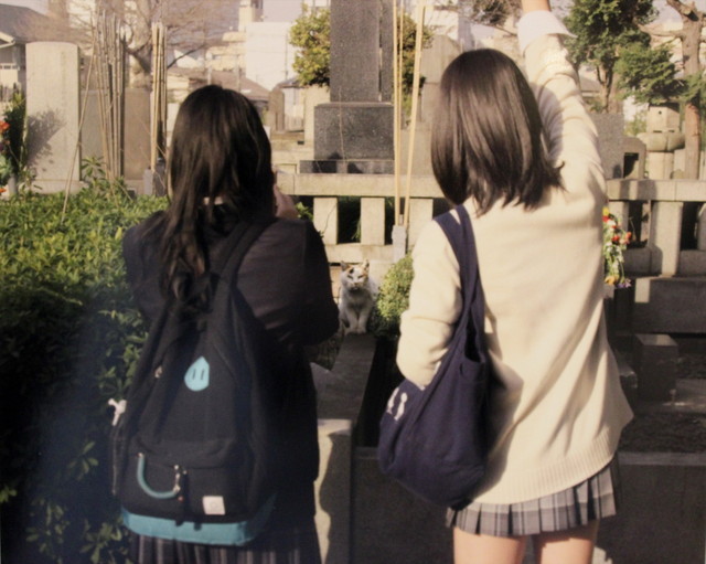 お寺や神社にいる猫たち。学生にも人気。（河井蓬） 