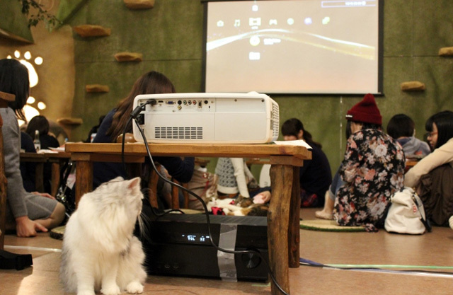 可愛くてキュンキュンする「吉祥寺ねこ祭り」の猫たち