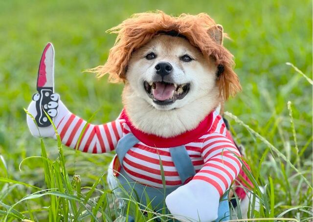 【犬用チャッキーコスチューム】持ち上がった手につければナイフを振り上げているみたいに