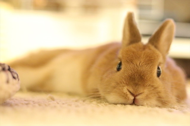 うさぎしんぼる展