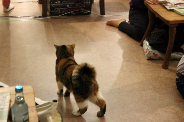 可愛くてキュンキュンする「吉祥寺ねこ祭り」の猫たち