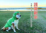 【年賀状おすすめ犬服・小物】干支に変身した愛犬の写真で年賀状をつくろう