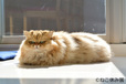 可愛すぎる!いろんな“もふもふ”猫が見られるフォトギャラリー