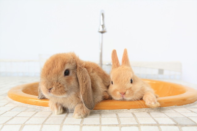 うさぎしんぼる展