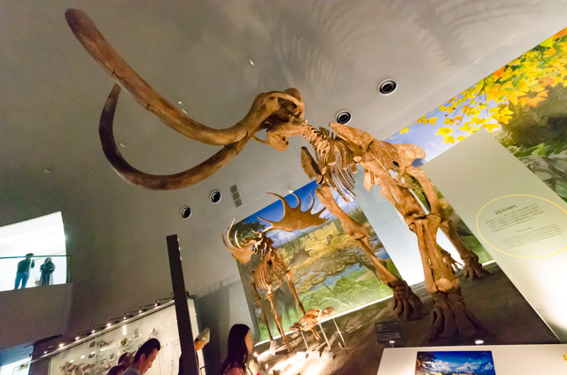 福井県立恐竜博物館