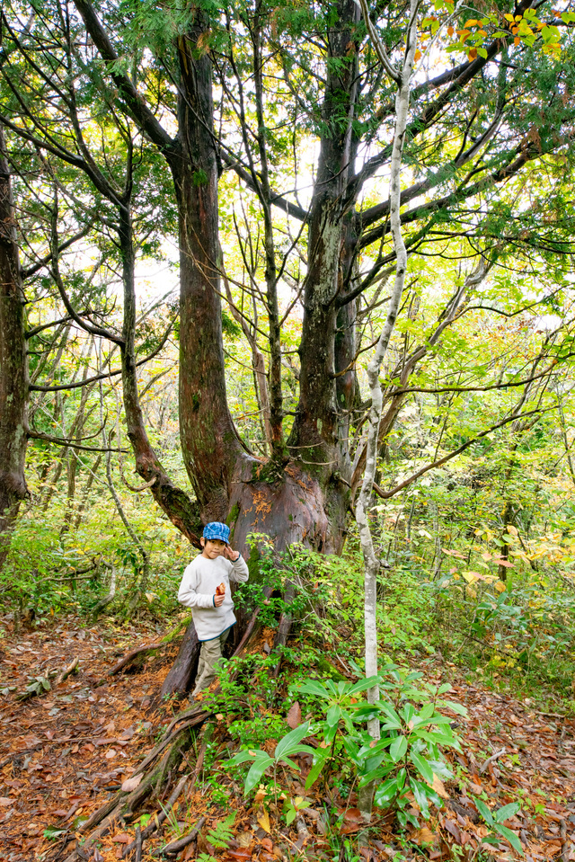 ネズコの巨木｜白馬岩岳「ねずこの森」