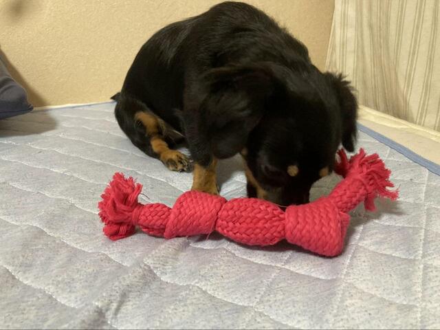 【こいぬすてっぷ プラッツ スーパーロープ(S)】引っ張り合いをして遊んであげるとさらに楽しんでくれました