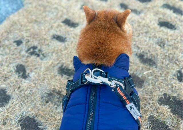 【IGUGHI ふわふわ ダウンベスト風ジャケット 犬用】実際にお散歩で使用。ハーネス部分の強度は全く問題なし！