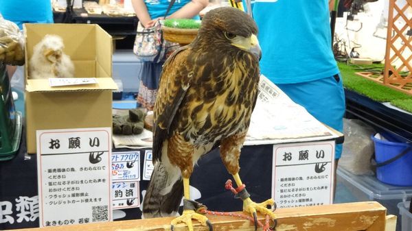 「東京レプタイルズワールド2014」に集まった動物たち