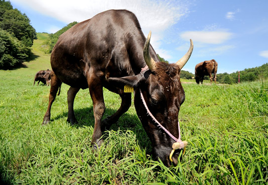 神戸牛“但馬玄(たじまぐろ)”