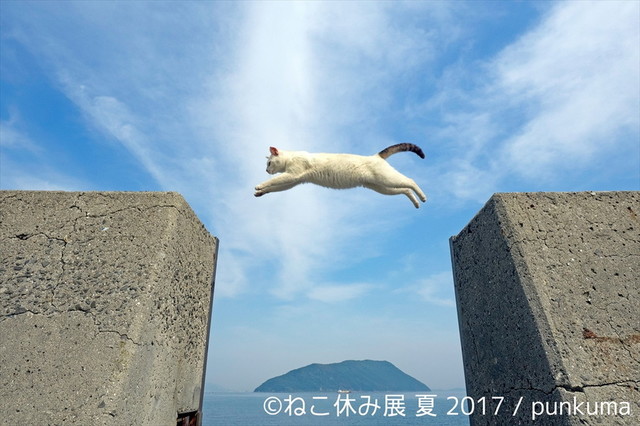 ねこ休み展 夏 2017