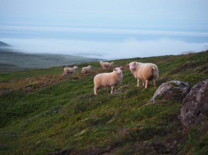 肉好きなら一度 アイスランドラム を食べるべし 特別な 激ウマ羊 を丸ごと味わえる名店 1 2 うまい肉