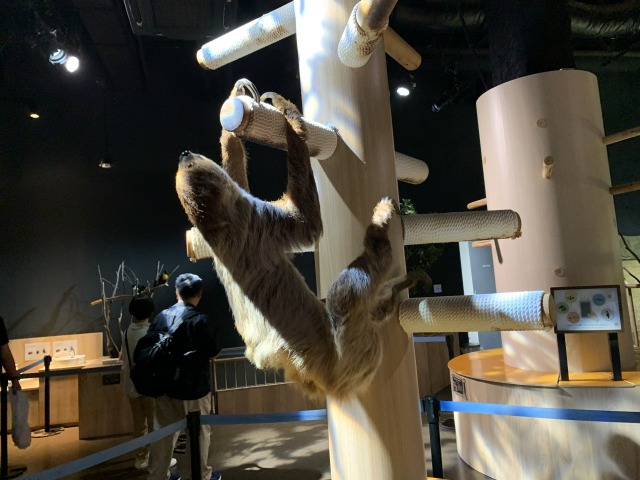 ナマケモノも触れそうなほど近くで見られる