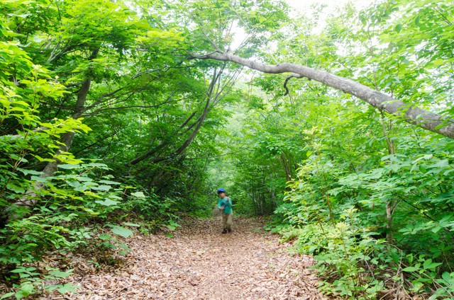 山伏山 表登山道
