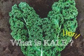 ケールとは