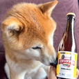 【犬用ビールSNUFFLE】飲みきれなかったら、冷蔵庫で2〜3日程度保存可能です