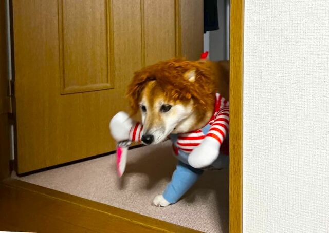 【犬用チャッキーコスチューム】獲物を探して歩く姿に見えてくるのが怖い！