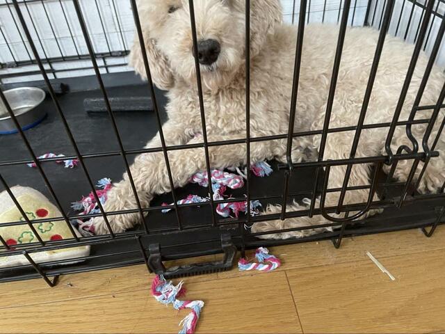 【ニトリ：歯磨きトイ デンタルロープベア】3日でカミカミしすぎて大破させました（笑）