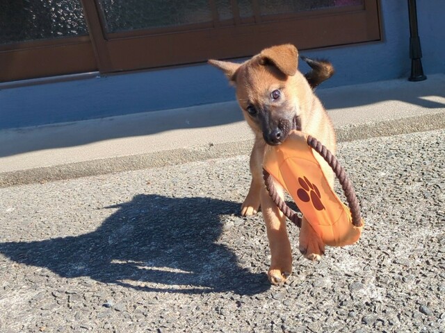 【ダイソー おもちゃ（犬用、フライングディスク）】輪っか部分に足を引っ掛けながらも遊んでいます