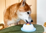 【わんこのぺろぺろ味覚玉】水で薄めてあげたら上手に食べられました！