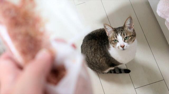 【チキン味ちゅ～るの作り方】かつお節は封を切った瞬間、香りで猫が集まる食品