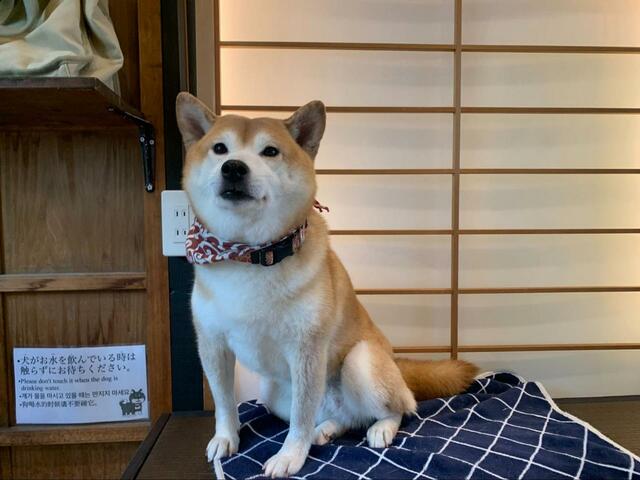 【原宿乃豆柴カフェ】台の上に乗ってじっとしているワンちゃんもいました