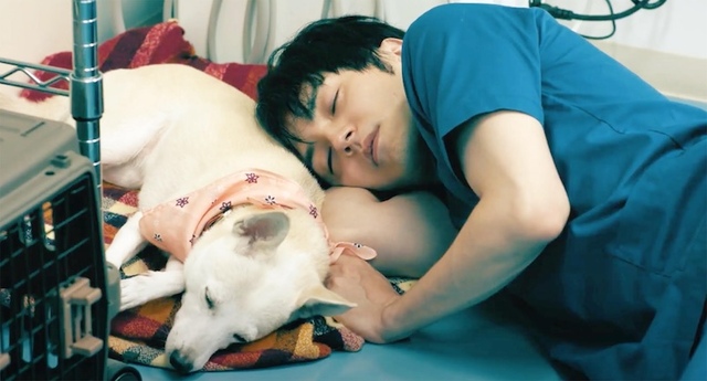 『犬部！』 U-NEXTにて配信中 