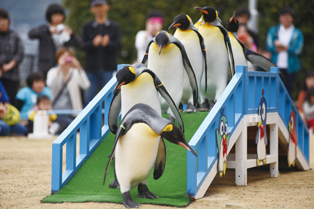 ・ペンギン目ペンギン科《キングペンギン》大西洋、インド洋、南太平洋、南極海<br/> [解説] オウサマペンギンとも呼ばれ、全長85～95cmとエンペラーペンギンに次いで大きい。外見も似ているが、頭部から喉にかけてのオレンジ色が濃く、首と胸にオレンジ色の部分がある。ヒナの羽毛はこげ茶色。卵を1個産み足の上で温めるのはエンペラーペンギンと一緒だが、オスとメスが交代で行う。夫婦の絆が強く、どちらか片方が死なない限り何年も連れ添う。 写真提供：長崎ペンギン水族館