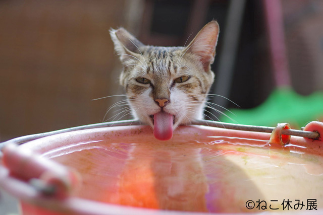 可愛すぎる!いろんな“もふもふ”猫が見られるフォトギャラリー