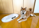 【MITAS ペット用デジタル体重計】体長38cmの柴犬と並ぶと座面の広さがよくわかる