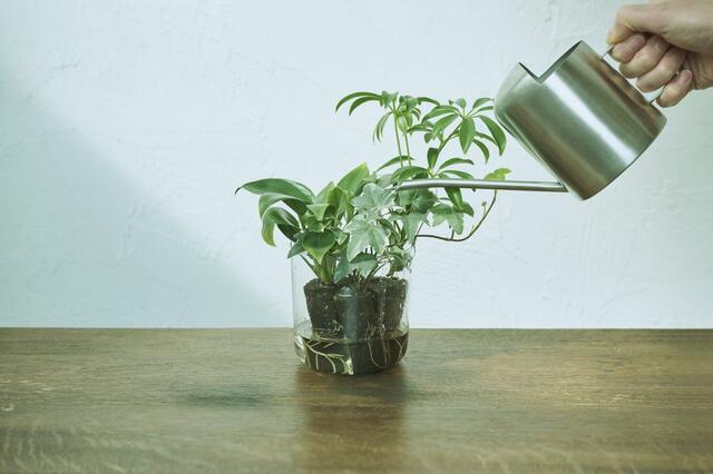 &Green水を注ぐ様子2