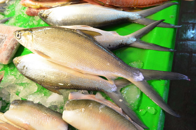 台湾の市場に行くと見かけるサバヒー。白と黒のコントラストと曲線が美しい