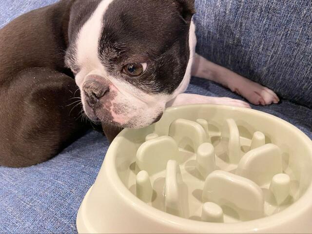 【Life Runne 早食い防止ボウル】サイズはMとLがあり、体重9kgの愛犬（ボストンテリア・7歳）にはMサイズをチョイス。大型犬にはLサイズがちょうど良いそうです◎