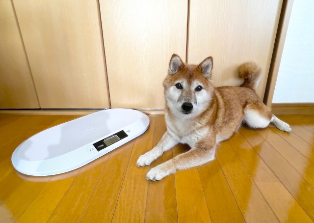 【MITAS ペット用デジタル体重計】体長38cmの柴犬と並ぶと座面の広さがよくわかる