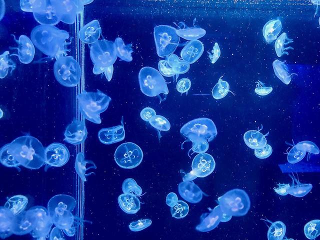 京都水族館 ミズクラゲ