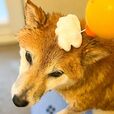 【自動発泡犬用ソープディスペンサ】モーター音も小さいので、怖がりな愛犬も気にならない様子