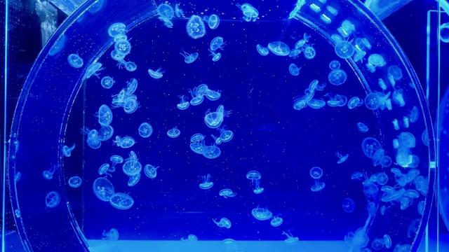 京都水族館 ミズクラゲ