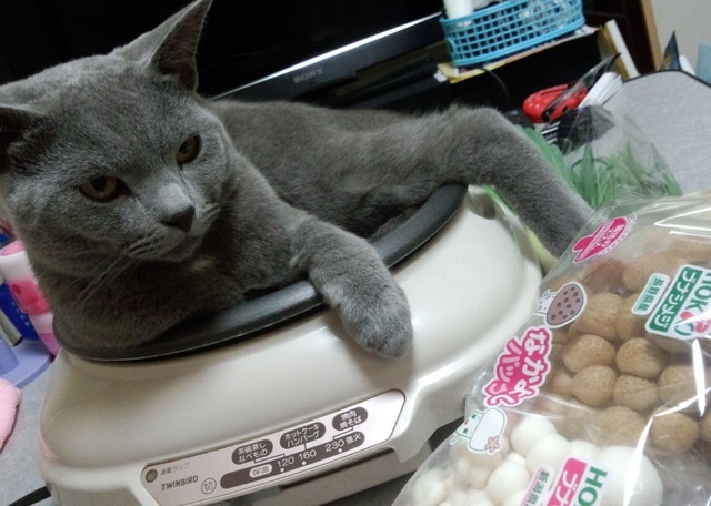 こけ助パパさんちのすずまろくん